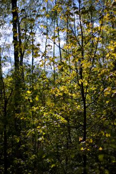 Sunlit leaves in a dense green forest create a serene natural atmosphere.