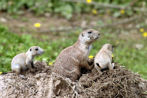 A prairie dog family is sitting on top of a pile of dirt