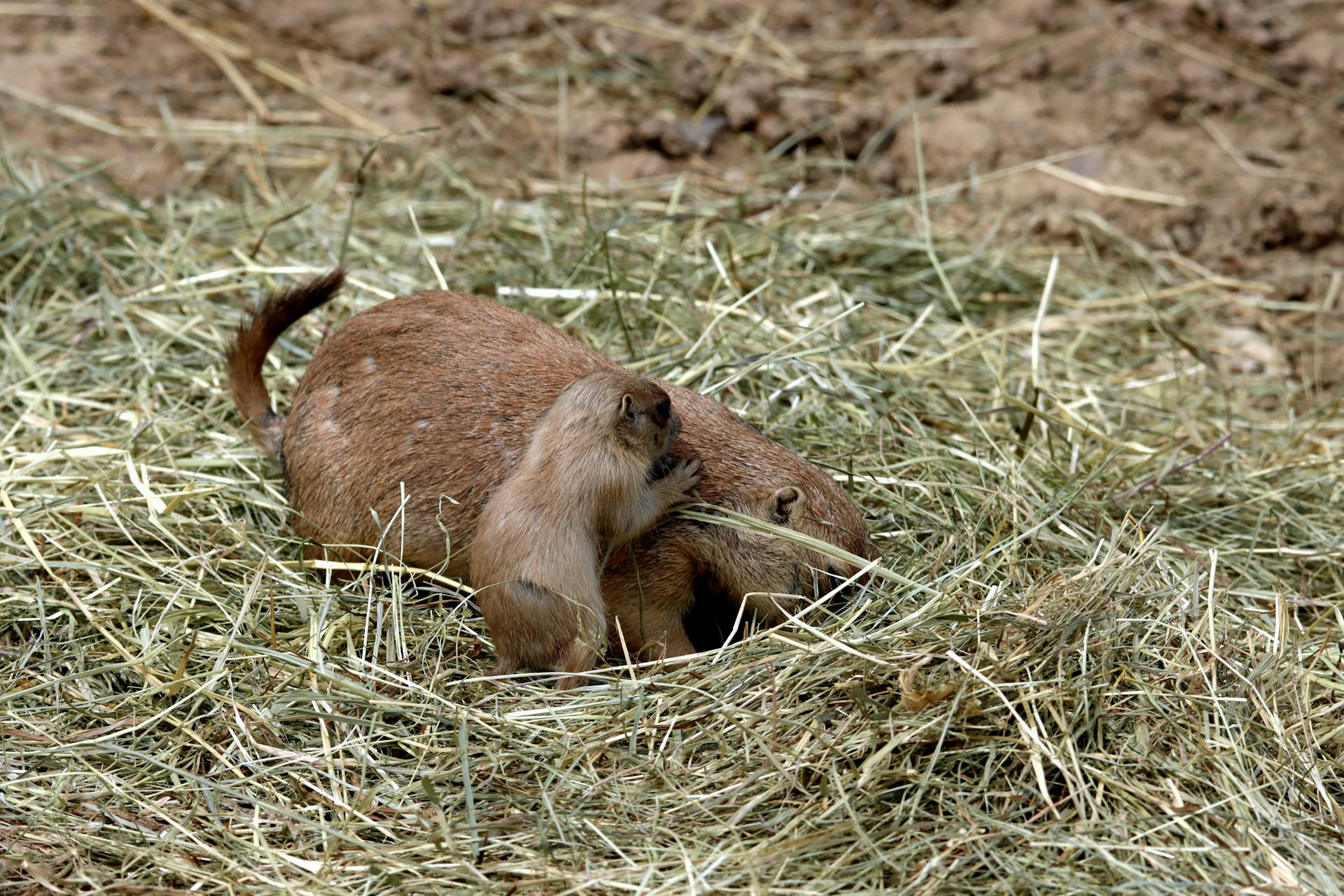 Close-up of Prairie Dog Mother with a Pup