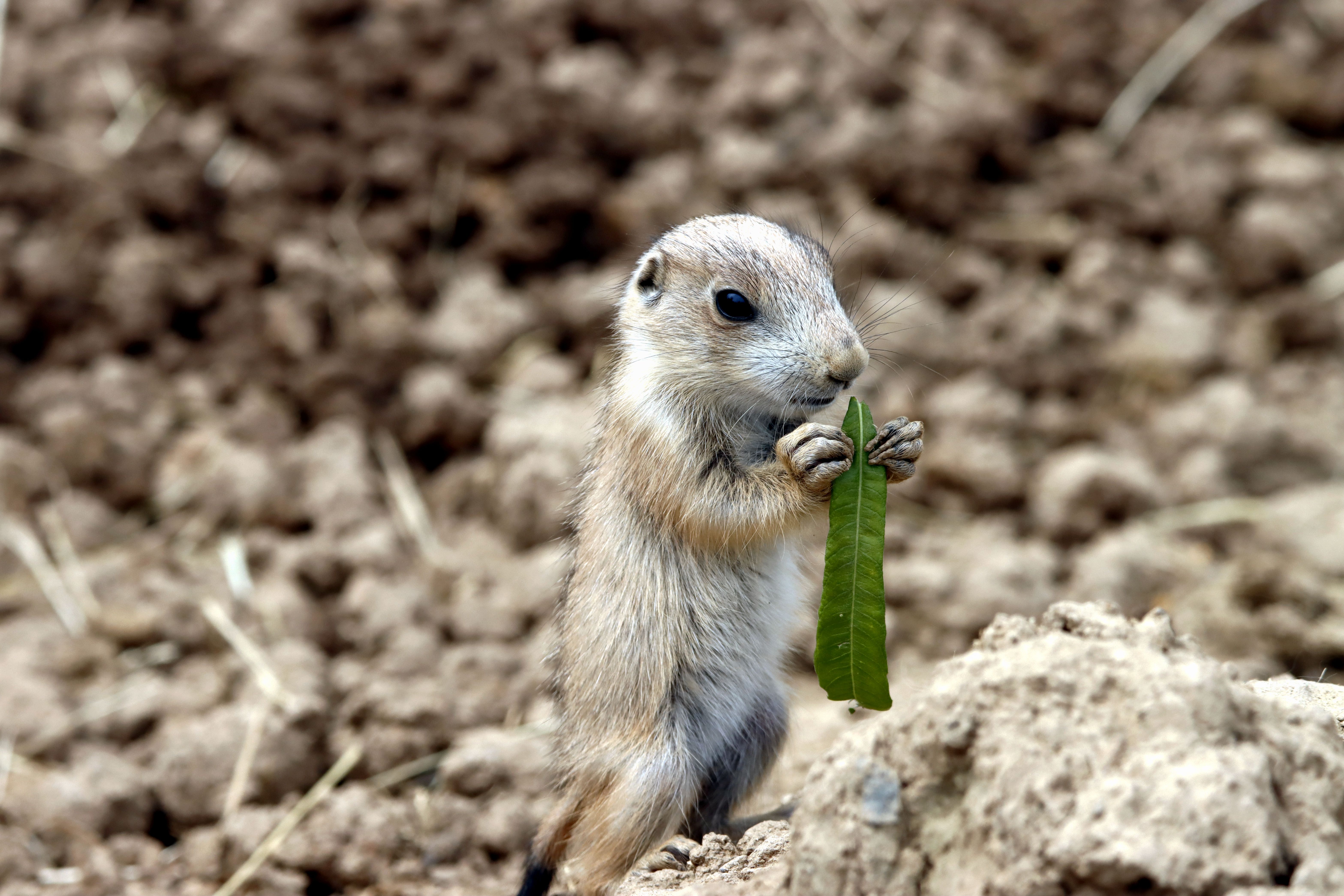 Jurassic dinosaurs had specialized diets to coexist peacefully — Photo by patrice schoefolt on Pexels
