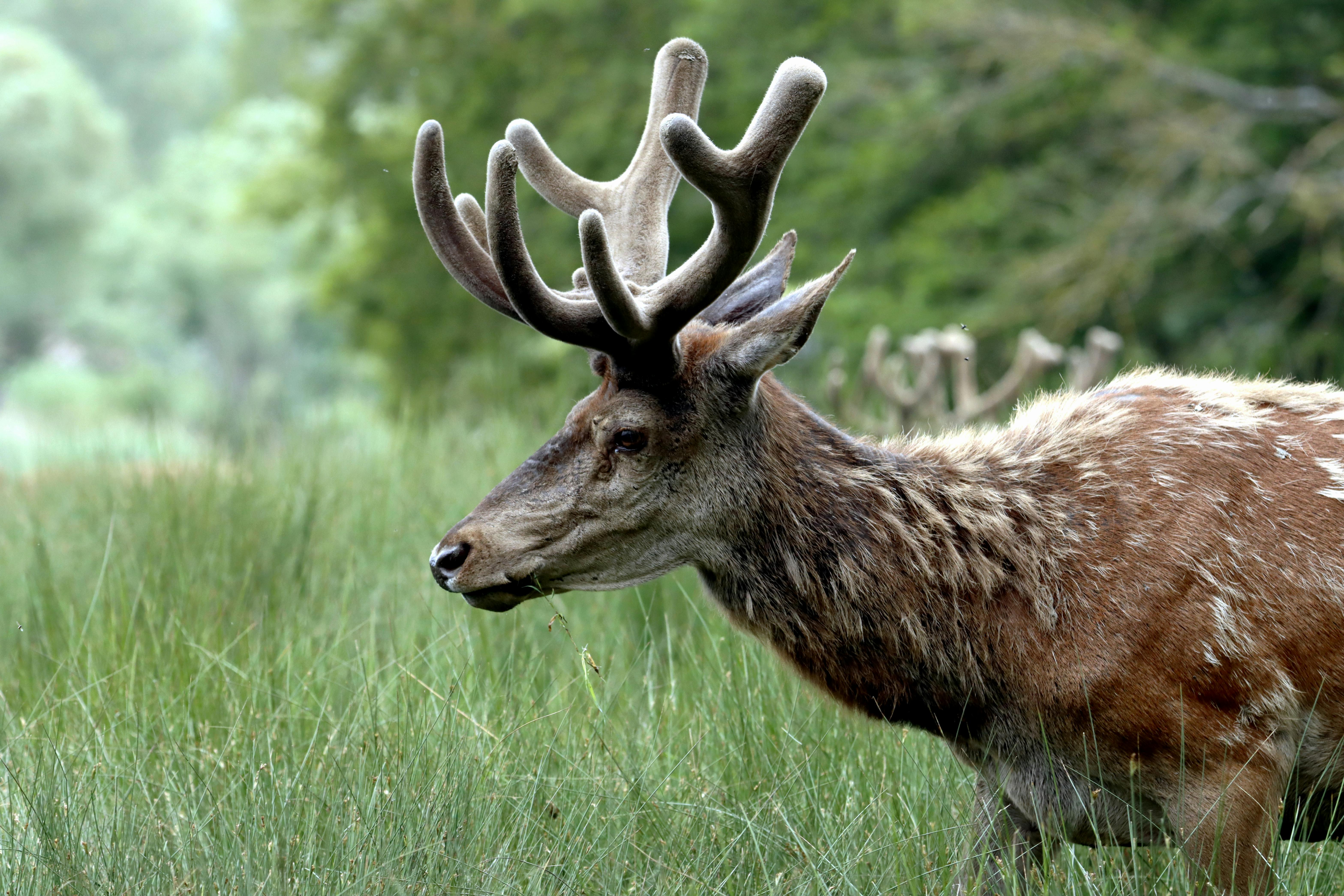 grátis Foto profissional grátis de alce, ambiente natural, animais selvagens Foto profissional