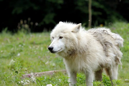 Бесплатное стоковое фото с волк