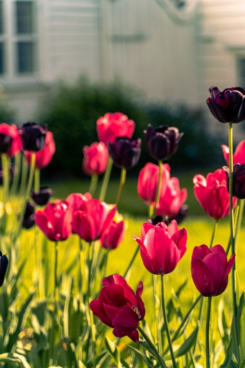 Free A colorful display of tulips blooming in a sunlit garden, set against a house backdrop. Stock Photo