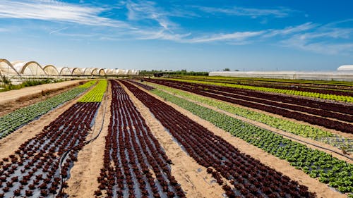 Photos gratuites de agriculture, campagne, clairière