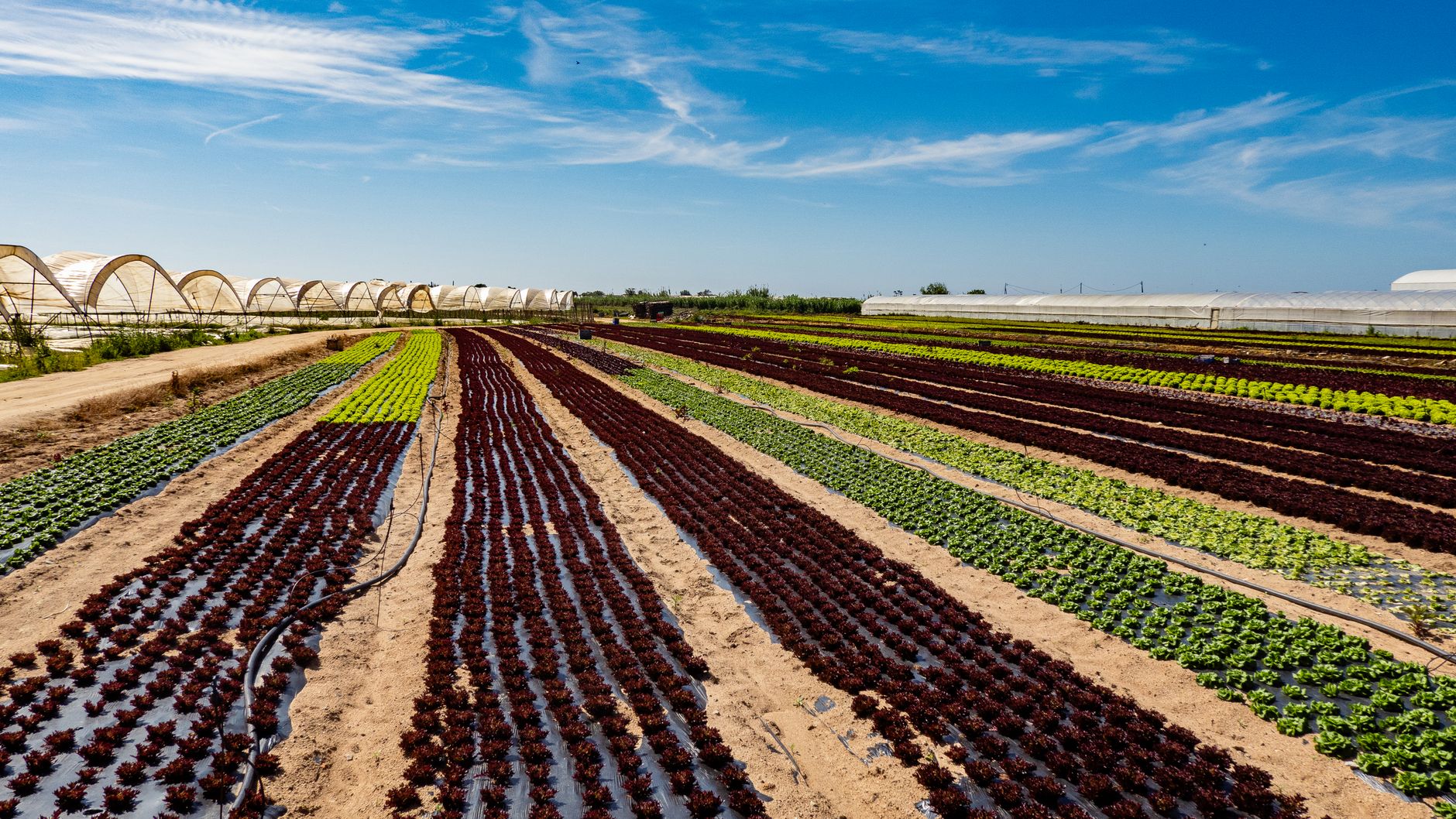 Servicio Nacional de Sanidad Agroalimentaria actualiza normativas