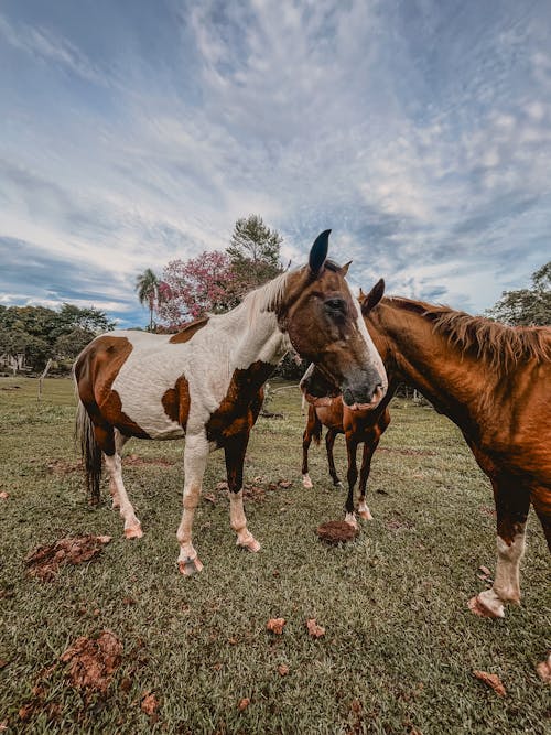 Two horses standing in the grass with their heads touching