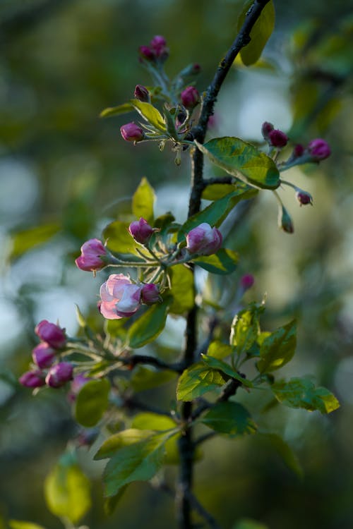 Gratis lagerfoto af æbleblomster, æbletræ, blomster