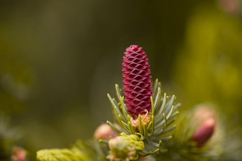 Free stock photo of cone, conifer, fir