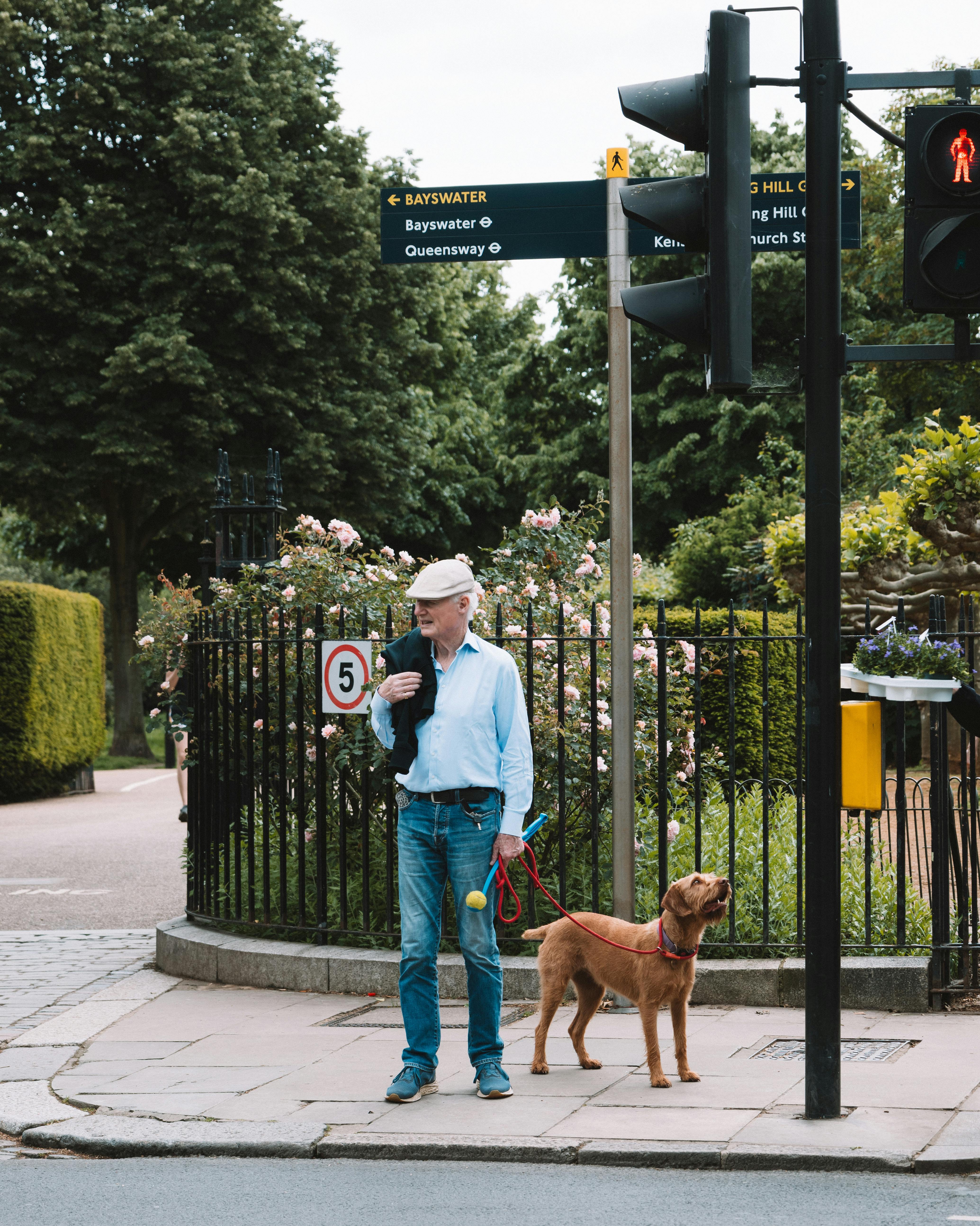 Senior man walking his dog on Bayswater street in London, enjoying a sunny day.