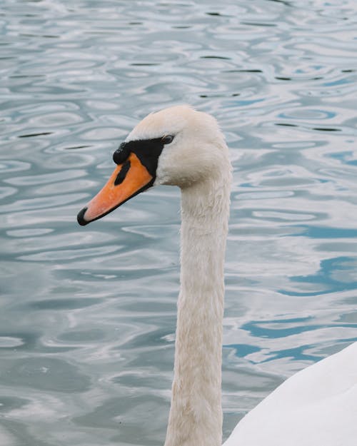 A swan with a long neck and orange beak