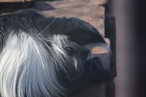 Fotobanka s bezplatnými fotkami na tému tvor, ZOO