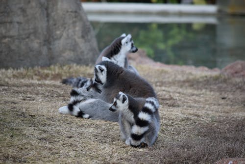 Fotobanka s bezplatnými fotkami na tému lemur, tvor, ZOO