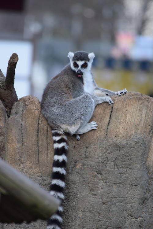 Fotobanka s bezplatnými fotkami na tému lemur, tvor, ZOO