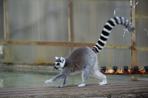 Fotobanka s bezplatnými fotkami na tému lemur, tvor, ZOO