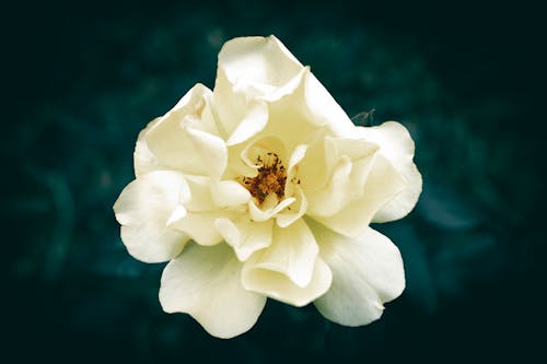 一朵盛開的黃玫瑰花的特寫