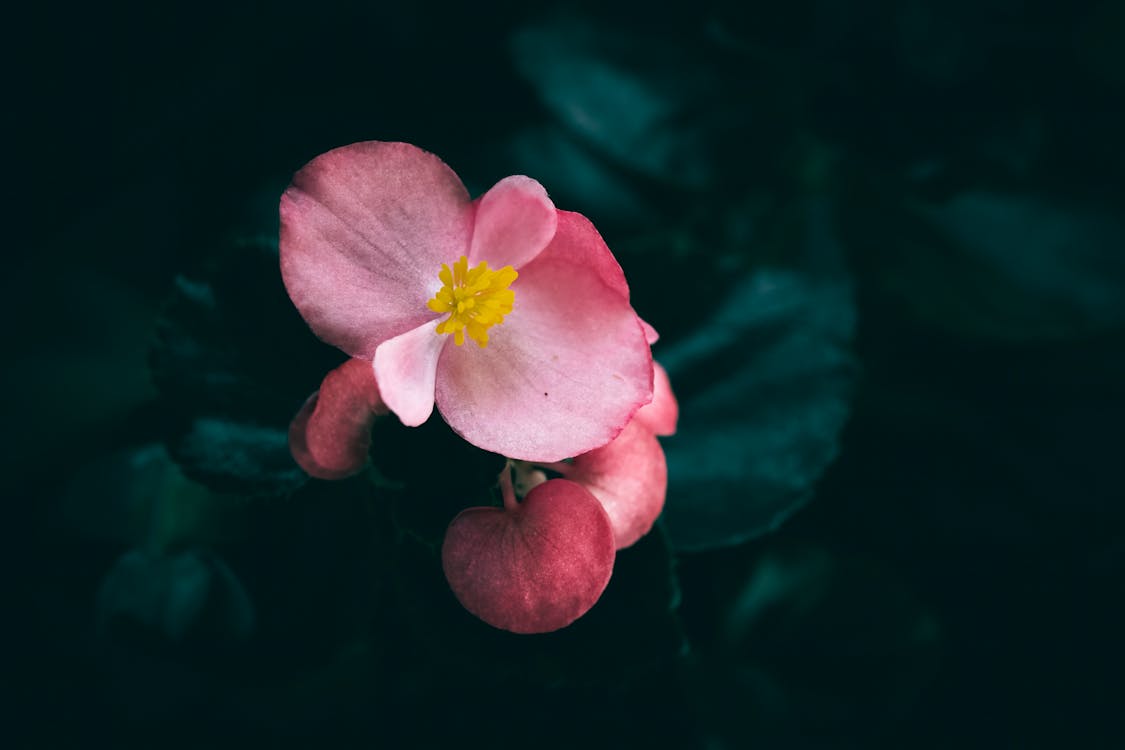 @집 밖의, 고립된, 꽃의 무료 스톡 사진