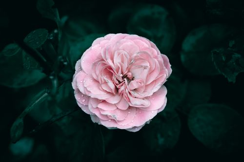 Free Close-up of a pink rose with water droplets on petals against a dark green leafy background. Stock Photo