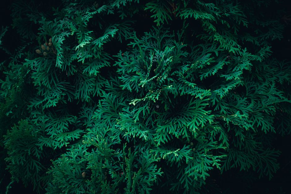 Detailed view of dark green coniferous leaves, highlighting nature's intricate design.