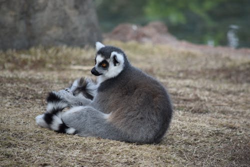 Fotobanka s bezplatnými fotkami na tému lemur, tvor, ZOO