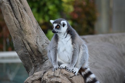 Fotobanka s bezplatnými fotkami na tému lemur, tvor, ZOO
