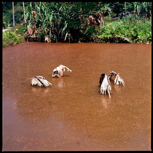 Three birds standing in brown water with leaves