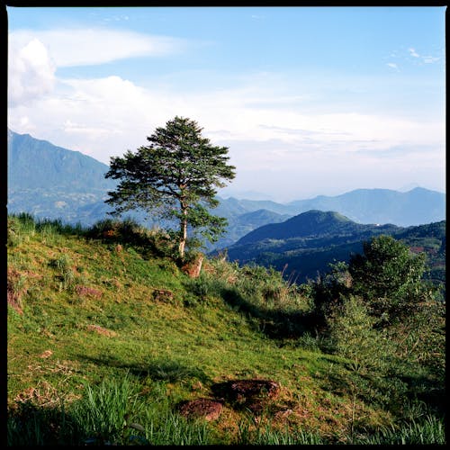 A lone tree on a hillside overlooking a valley