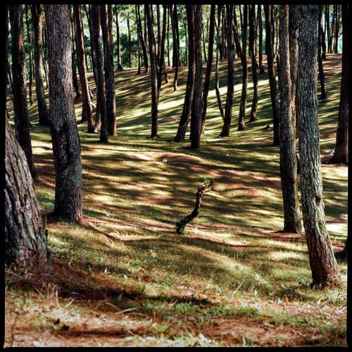Free Tranquil forest landscape featuring tall trees casting shadows on grassy terrain. Stock Photo