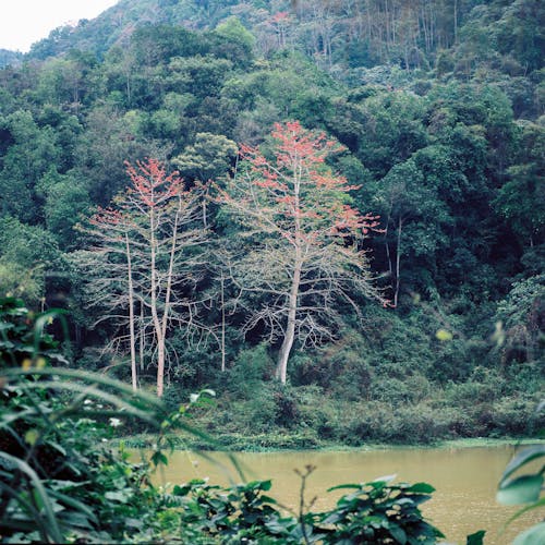 Бесплатное стоковое фото с вода, гора, дерево