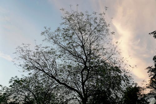 Foto d'estoc gratuïta de arbre de tardor, bella naturalesa, branques d'arbre