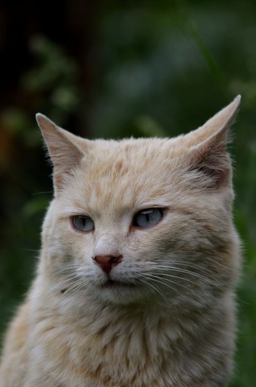 Free Ginger cat with blue eyes in a natural outdoor setting, perfect for pet lovers. Stock Photo