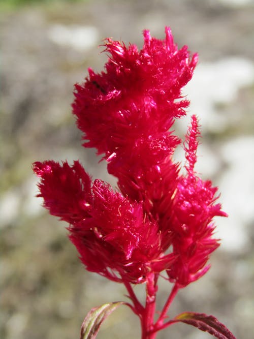 Close-up of Red Flowers