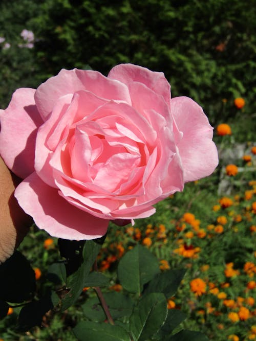 Close-up of Pink Rose