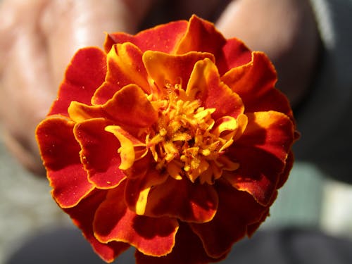 Close-up of Red Flower