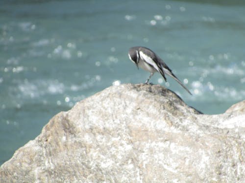 Close-up of Bird Perching on Rock by Sea