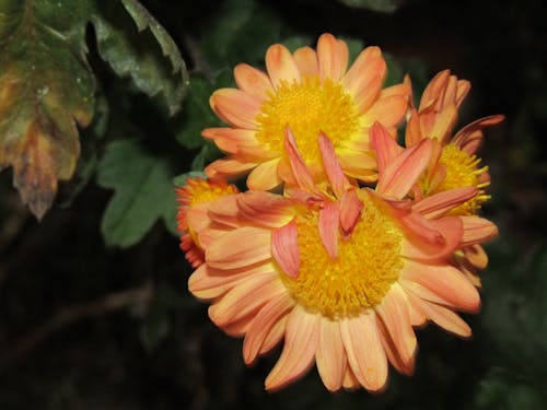 Close-up of Orange Flower