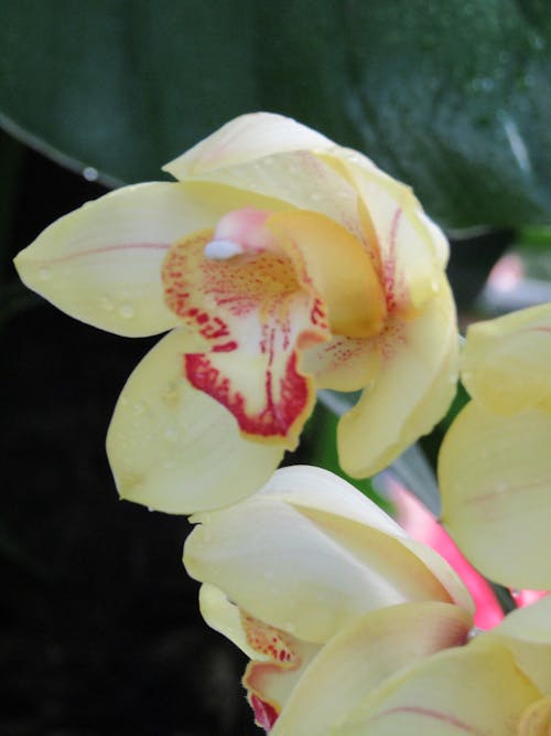 Close-up of Orchid