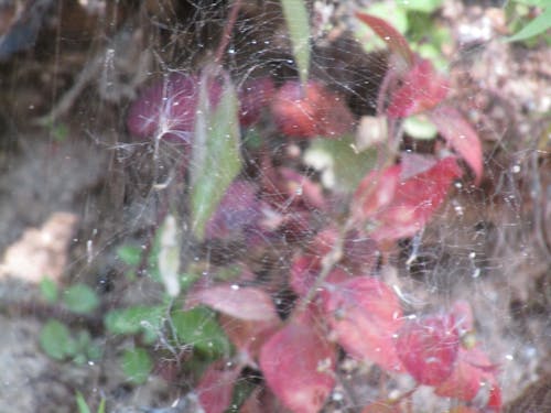 Close-up of Spider Web on Tree