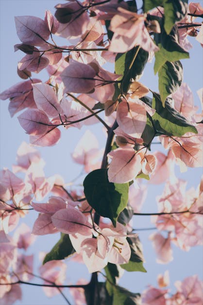 Close-up of Pink Flowers on Tree