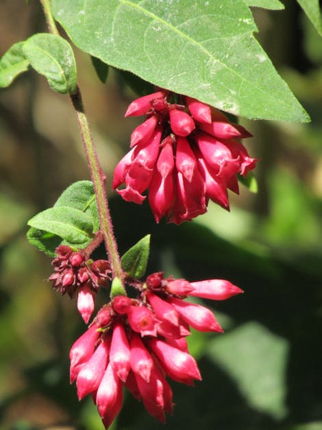 Close-up of Pink Flowers Blooming Outdoors