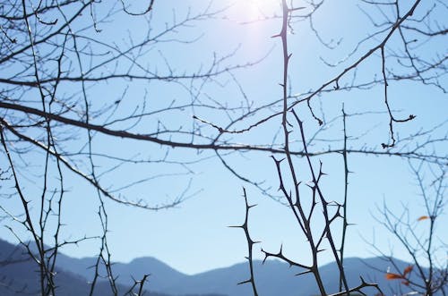 Free Low Angle View of Bare Tree Against Clear Sky Stock Photo