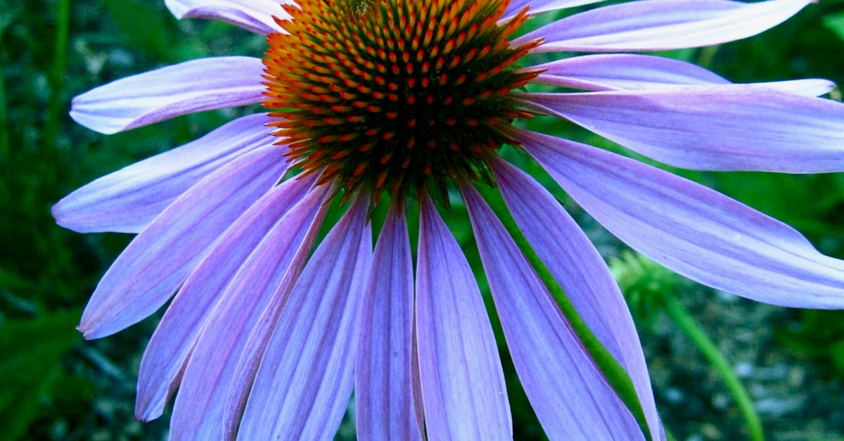 Close-up of Purple Coneflower Blooming Outdoors