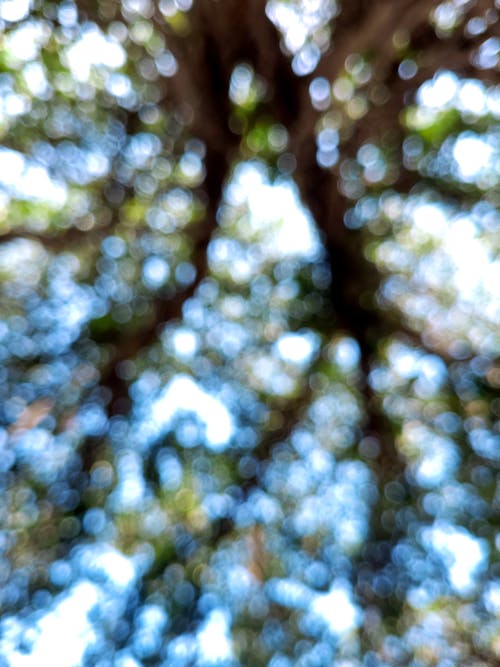 Foto d'estoc gratuïta de bokeh, branques d'arbre, fons