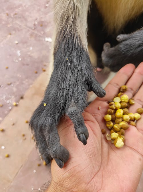 インドの生物学, ランタンボアフォートの無料の写真素材