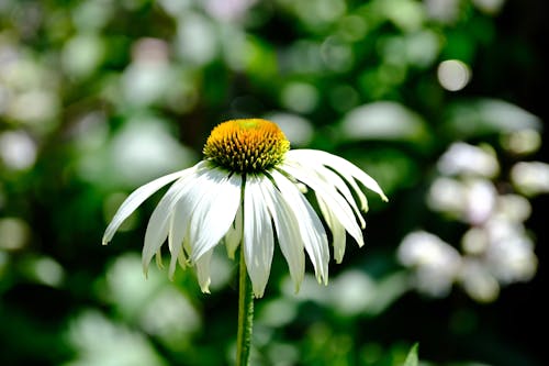 Foto d'estoc gratuïta de flor bonica