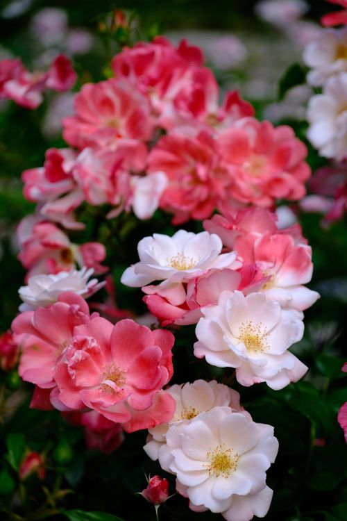 Free A close-up of vibrant pink and white roses in full bloom, showcasing nature's beauty. Stock Photo