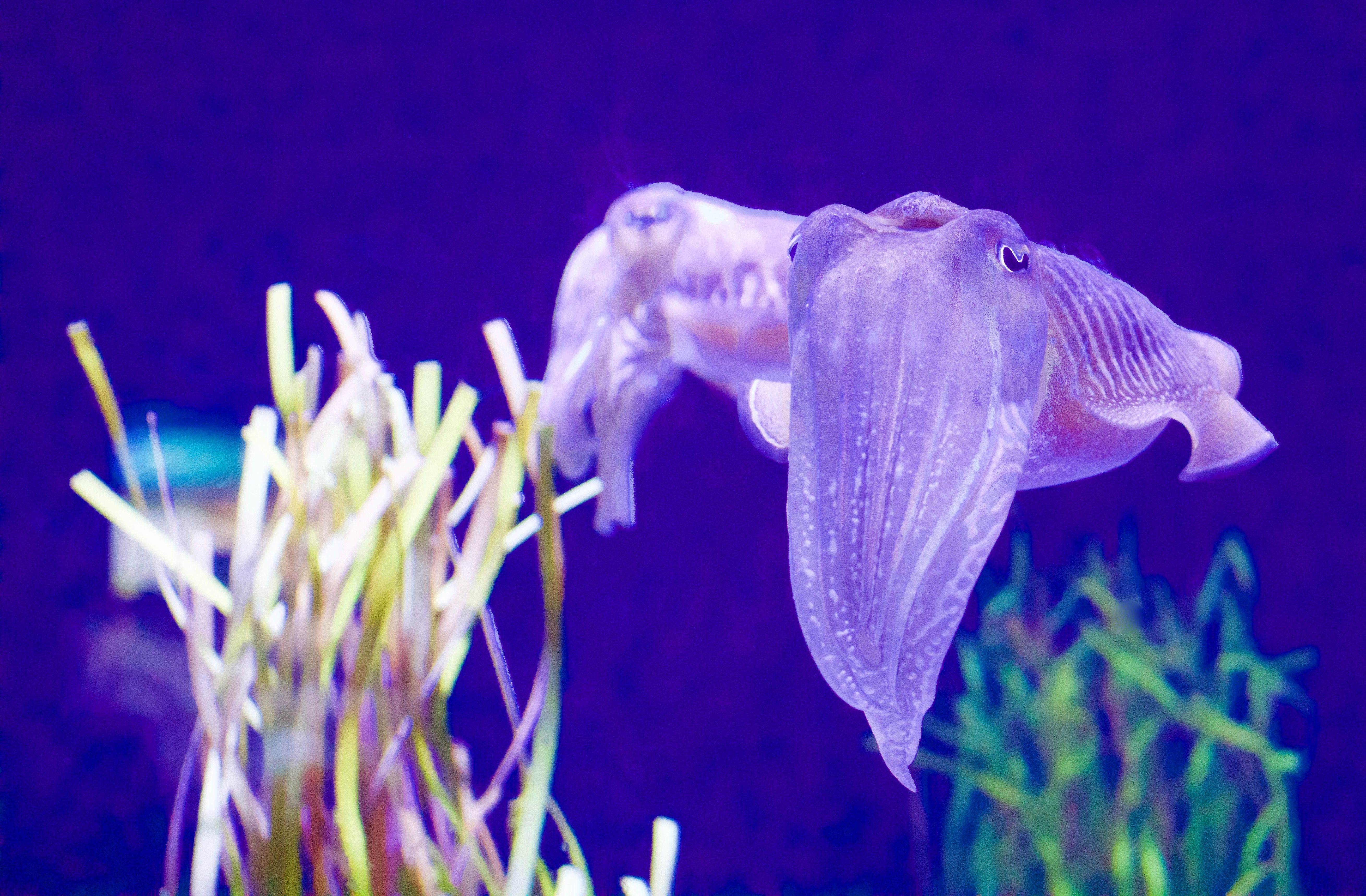 Quecotl Fish cattle fish · Free Stock Photo