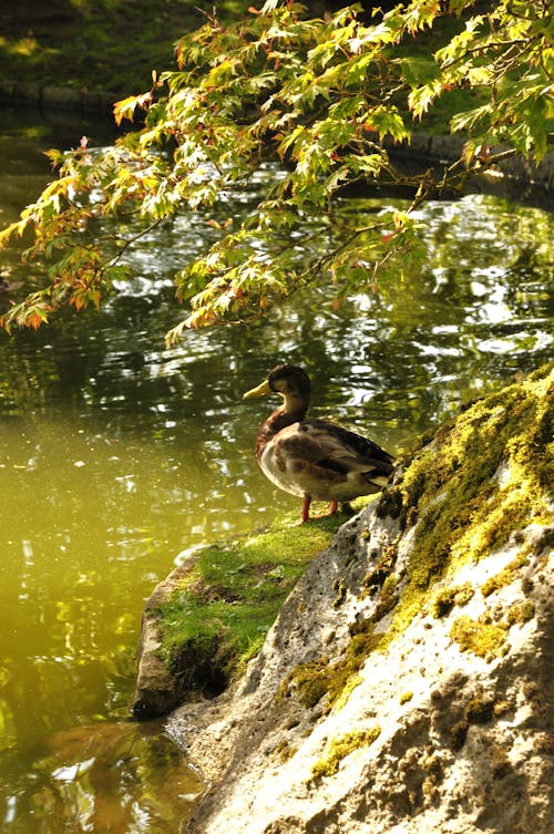 Free stock photo of animal, bird, closeup shot