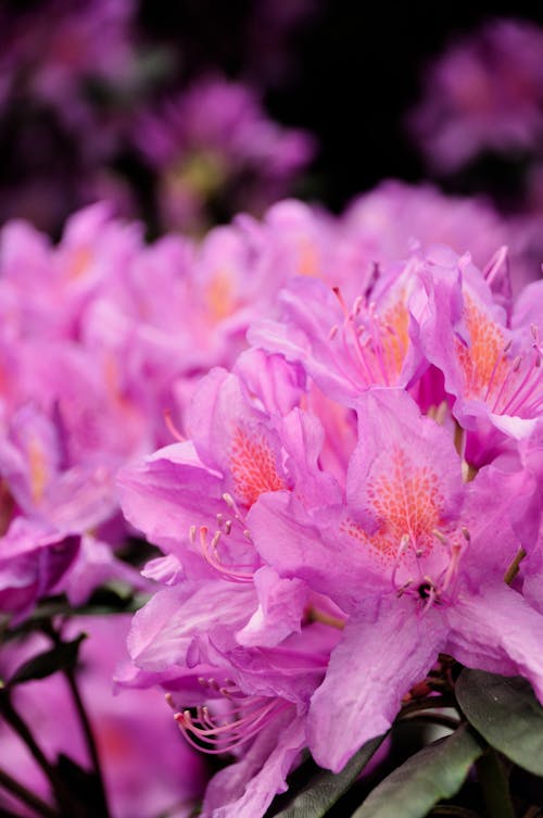 Free stock photo of closeup shot, flower, flowers