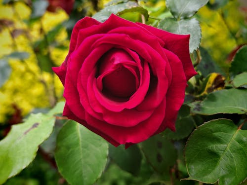 Бесплатное стоковое фото с Лондонский цветок