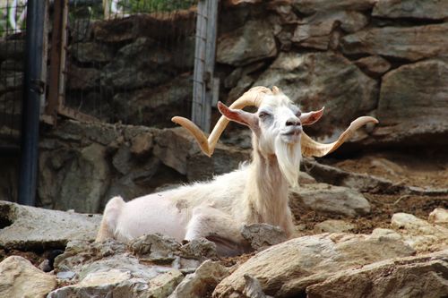 Free A goat with large horns resting on rocky ground in Thessaloniki, Greece. Stock Photo
